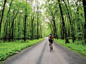 A cyclist biking through the forest on the Frederick Historical Bicycle Loop