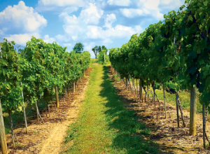 View of the winery trail at the Frederick